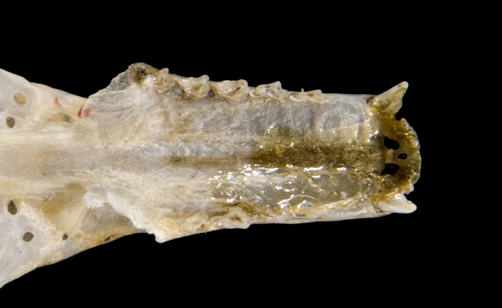 Vertebrata