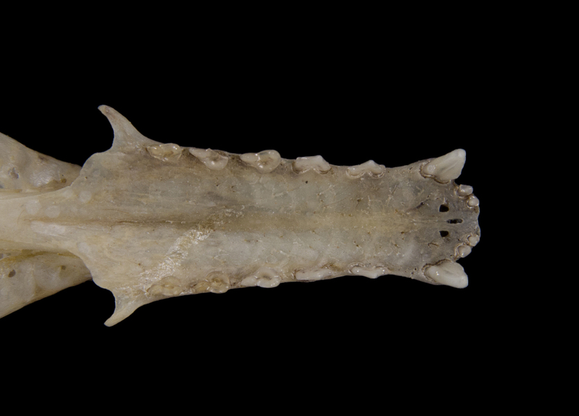 Euteleostomi