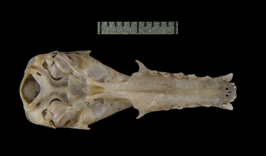 Vertebrata