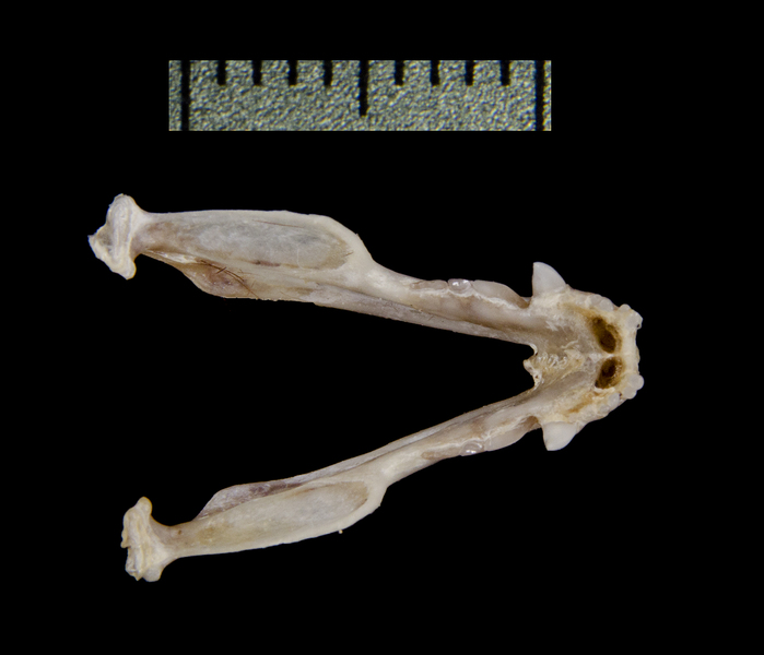 lower_dorsal0271