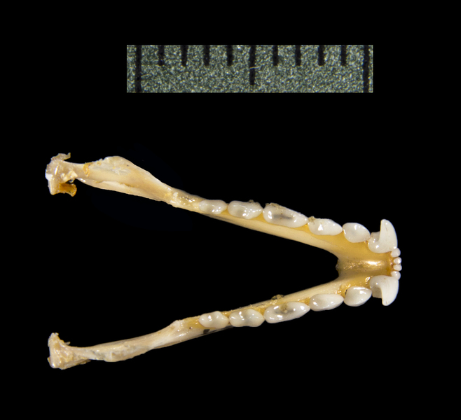 lower_dorsal0300