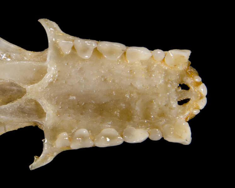 Euteleostomi