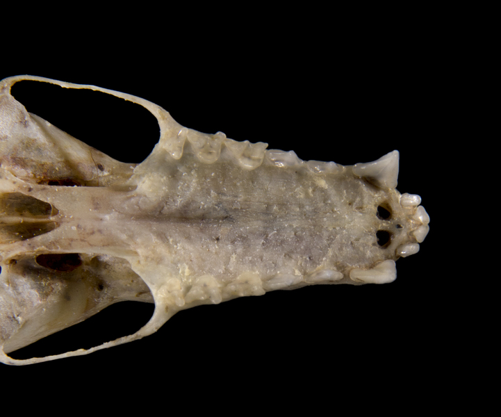 Deuterostomia