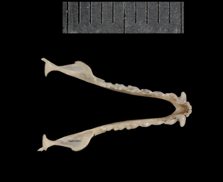 Vertebrata