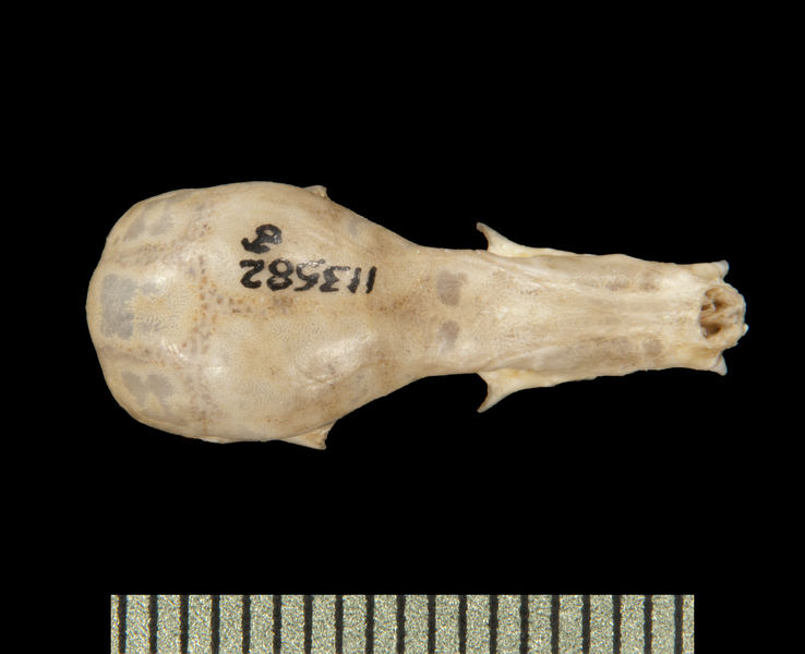 dorsal6055