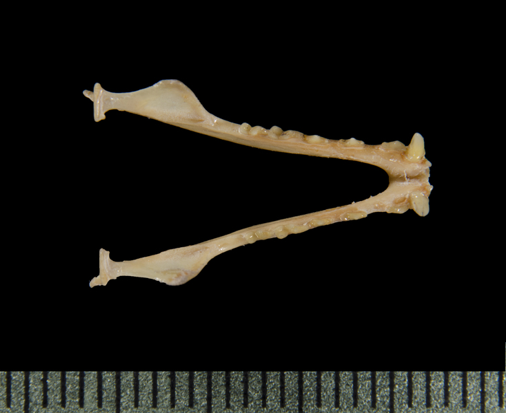 lower_dorsal0361