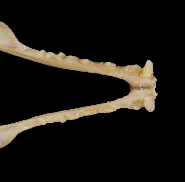 Vertebrata