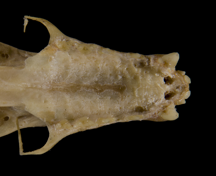 Euteleostomi