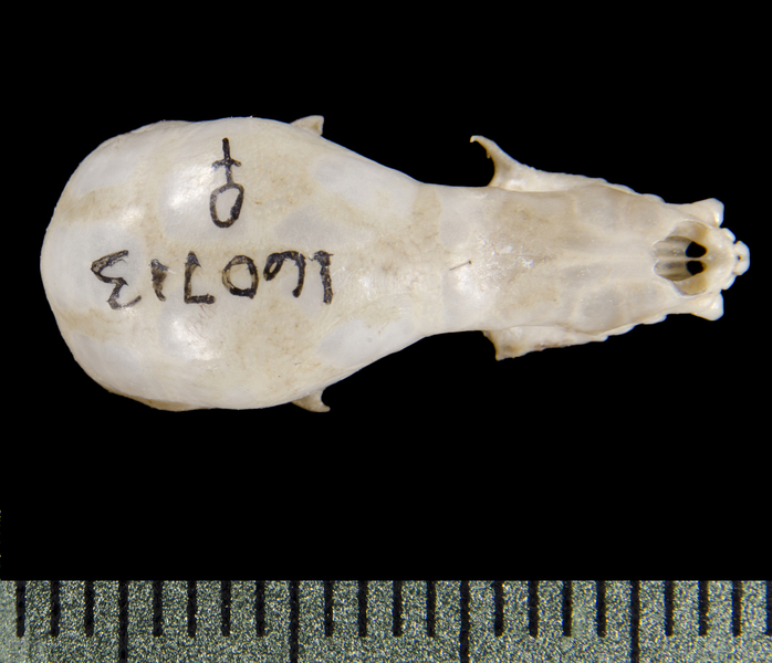 dorsal0342