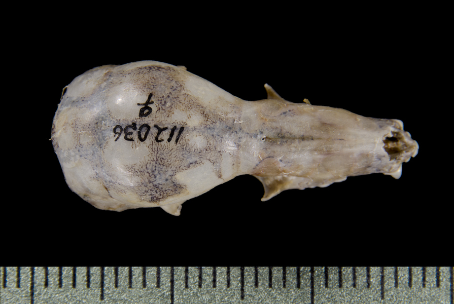 dorsal0369