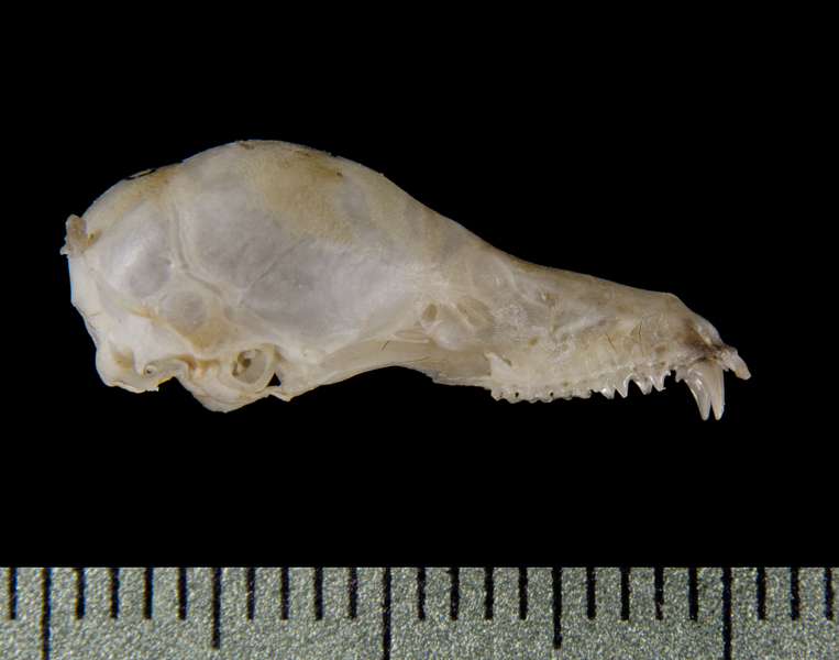 Craniata