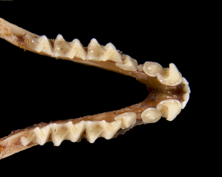 Euteleostomi