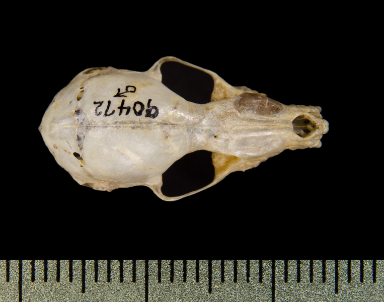 dorsal0397