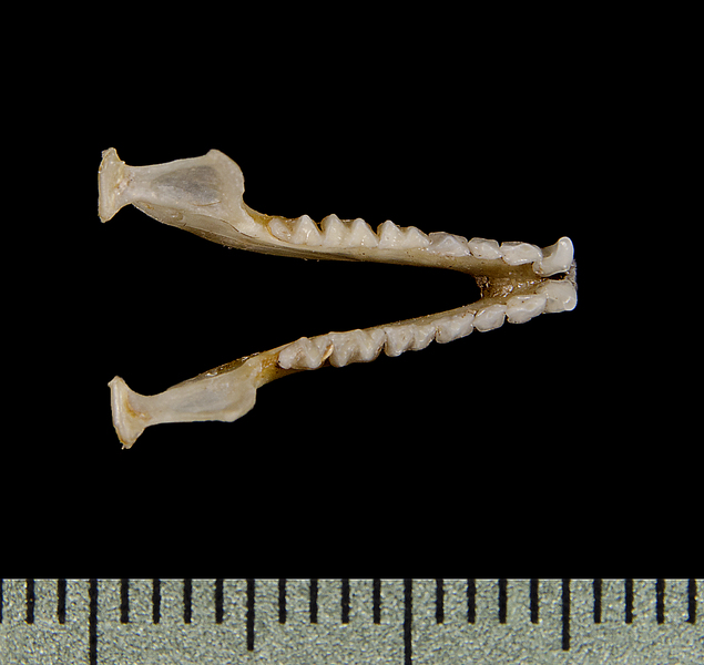 lower_dorsal0412