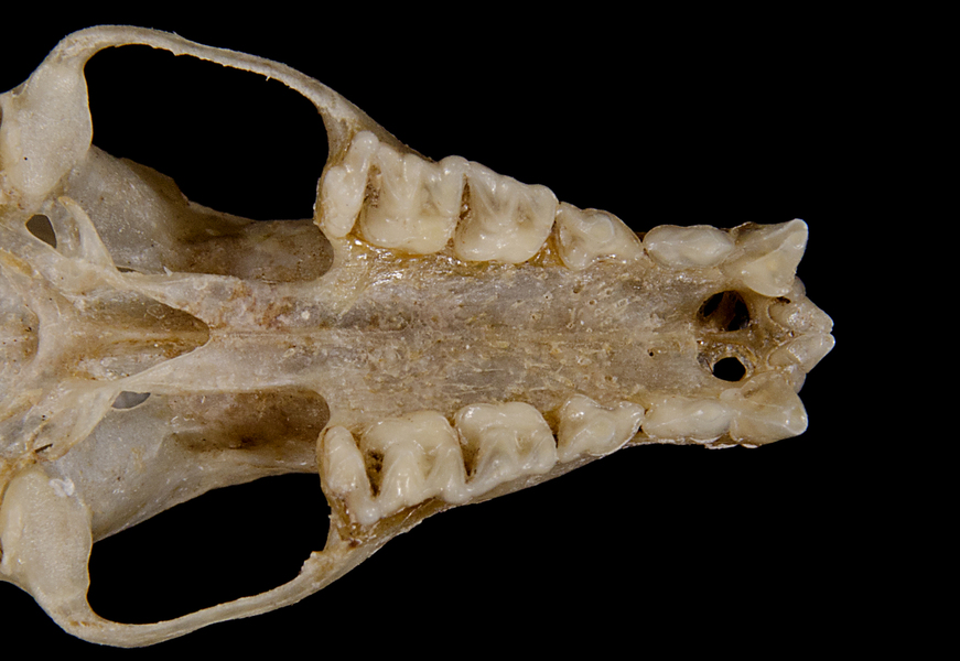 Deuterostomia