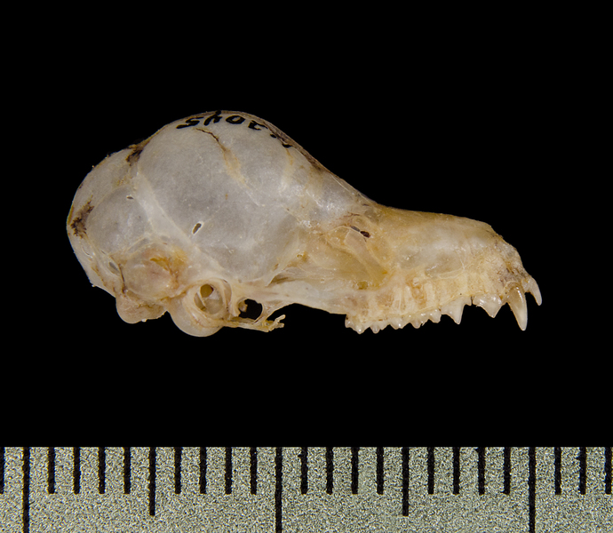 Euteleostomi