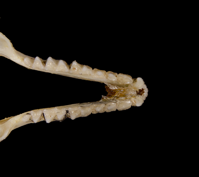 Deuterostomia