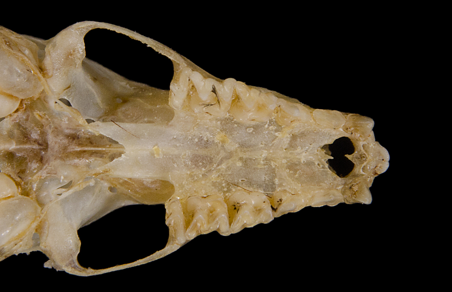Phyllostomidae