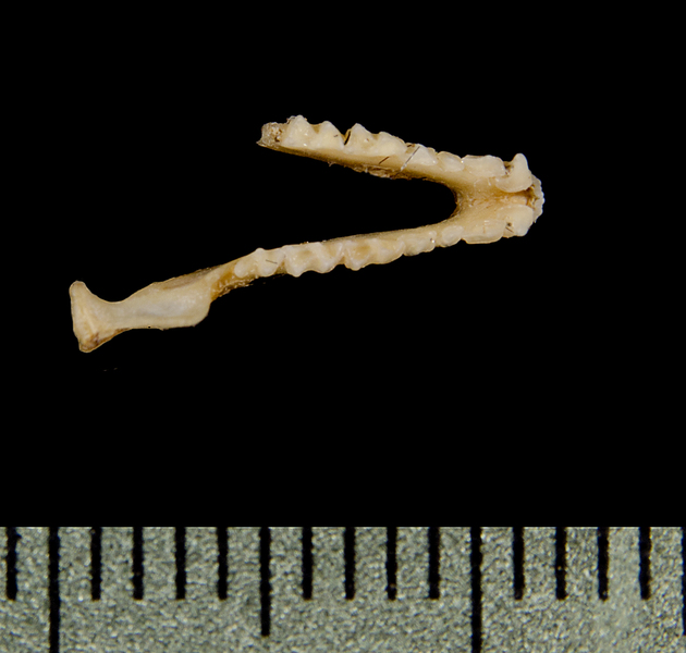 Vertebrata