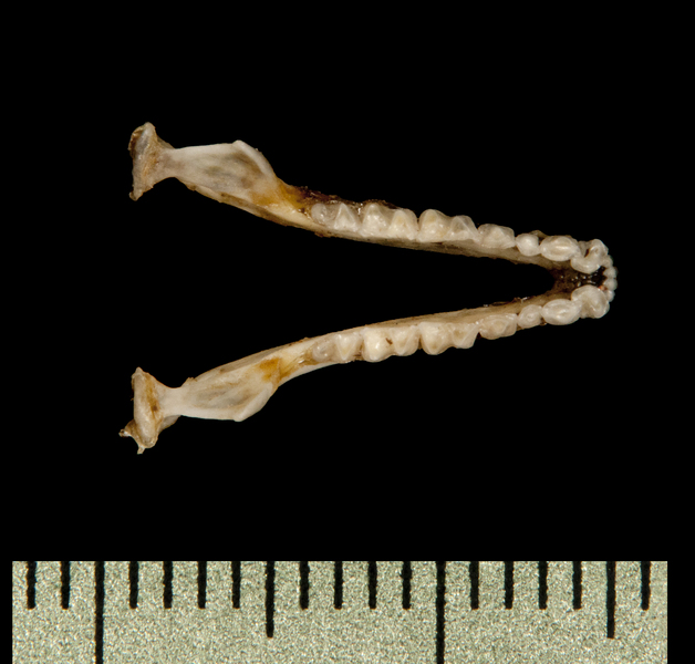 lower_dorsal6070