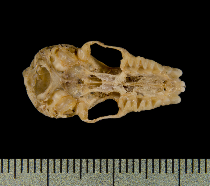 ventral0421