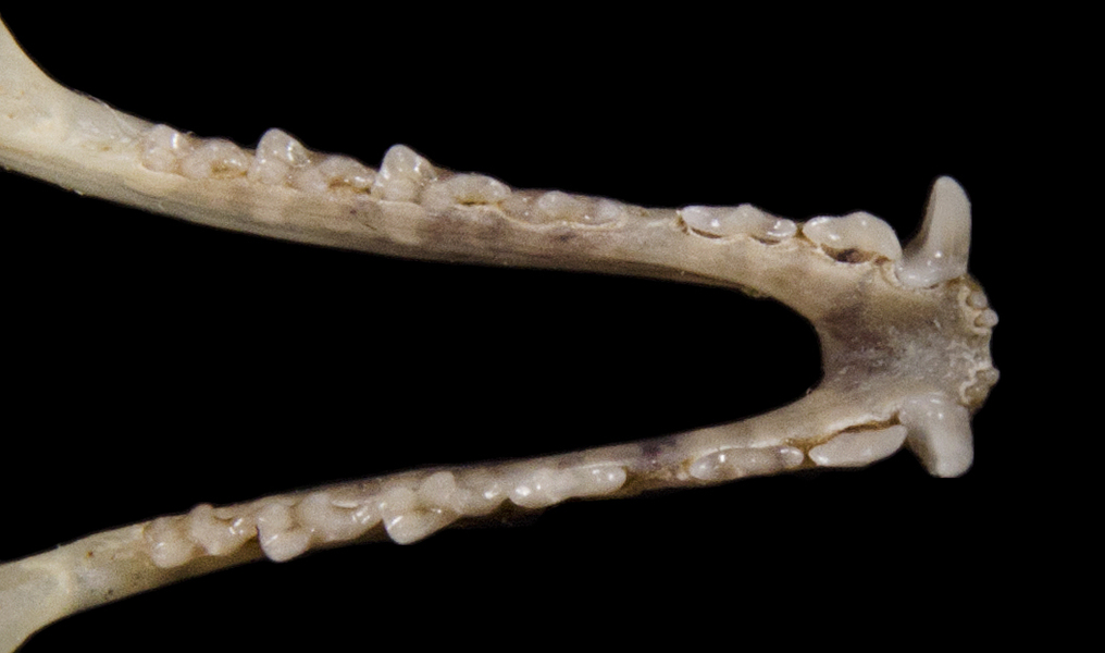 Euteleostomi