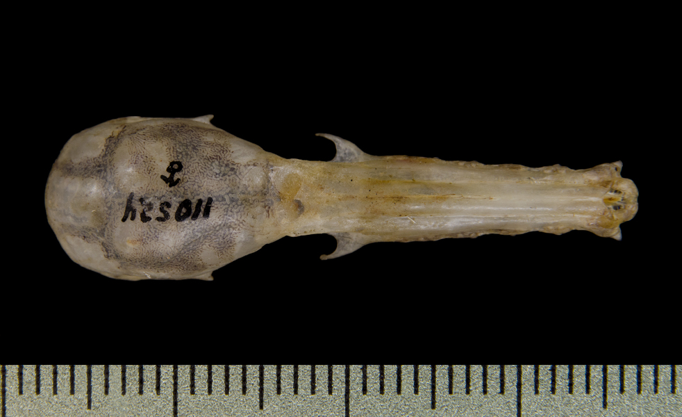 dorsal0430