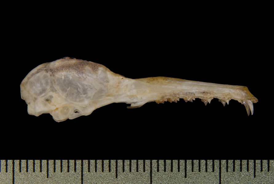 Euteleostomi