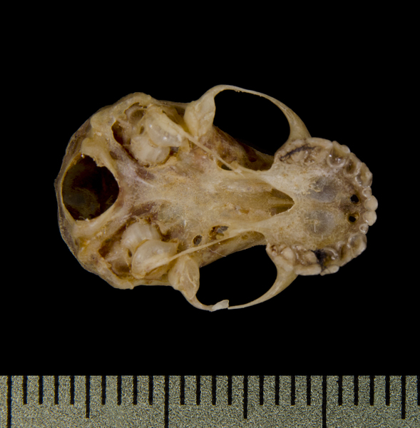 Craniata