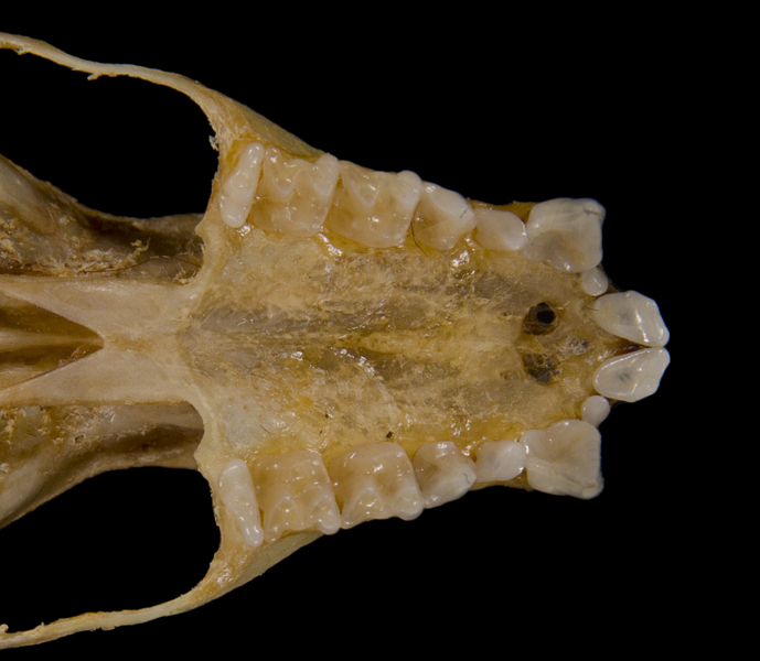 Eumetazoa