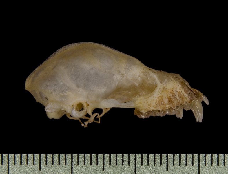 Craniata