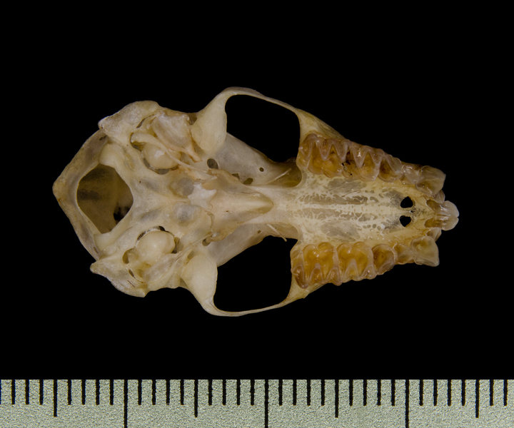 ventral0460