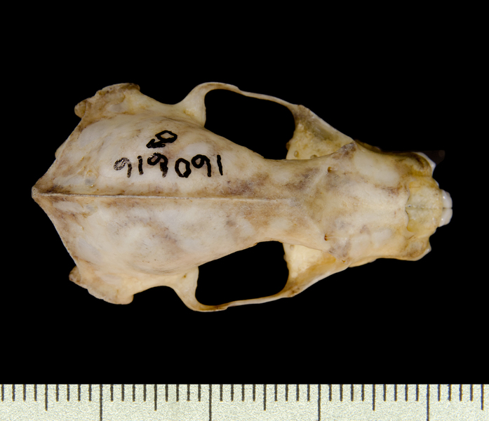 dorsal0448