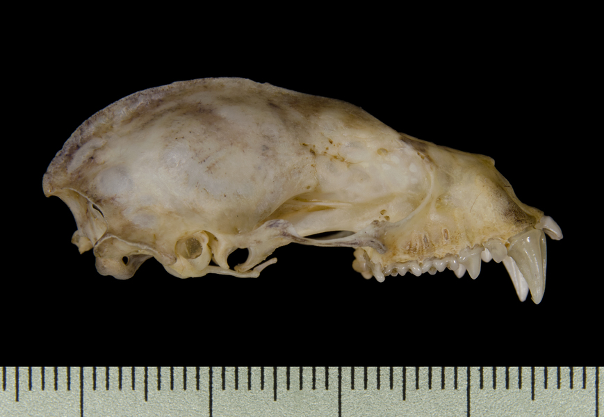 Craniata