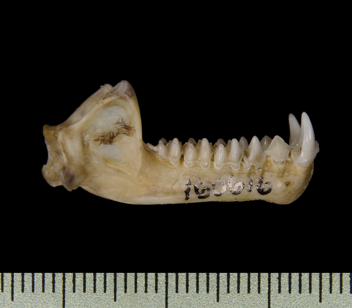 Craniata