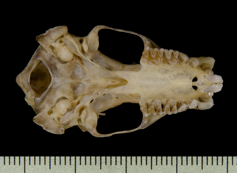 Craniata