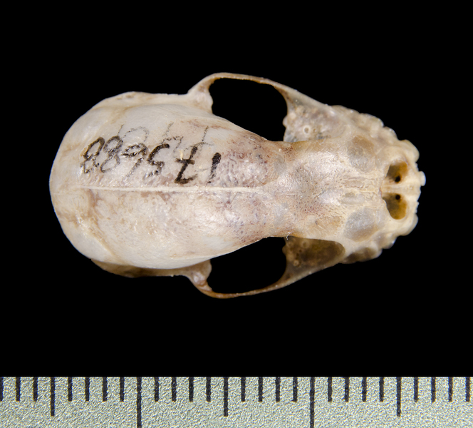 dorsal0478