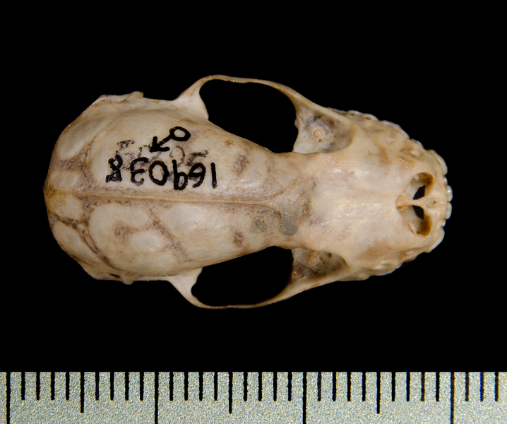 dorsal0464