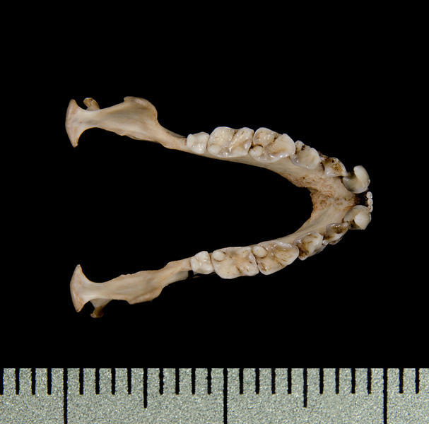 lower_dorsal0469