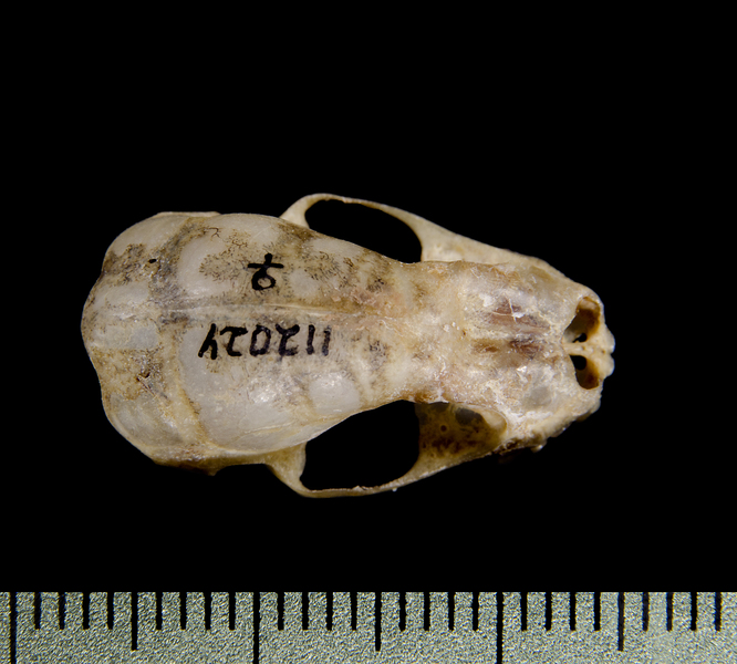 dorsal0471