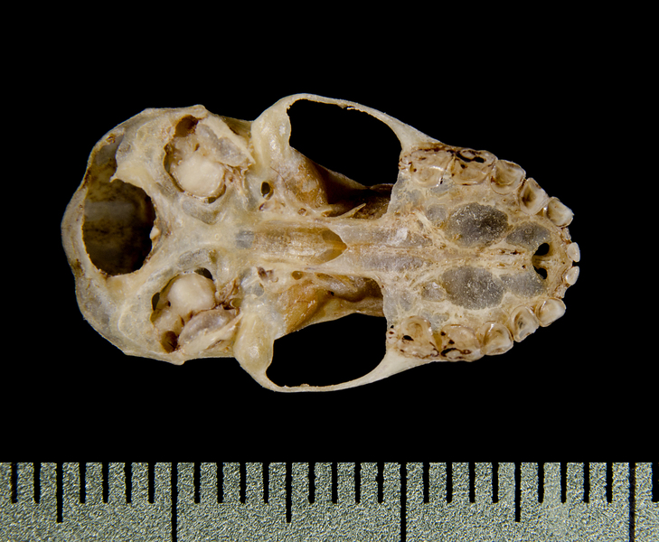 ventral0473