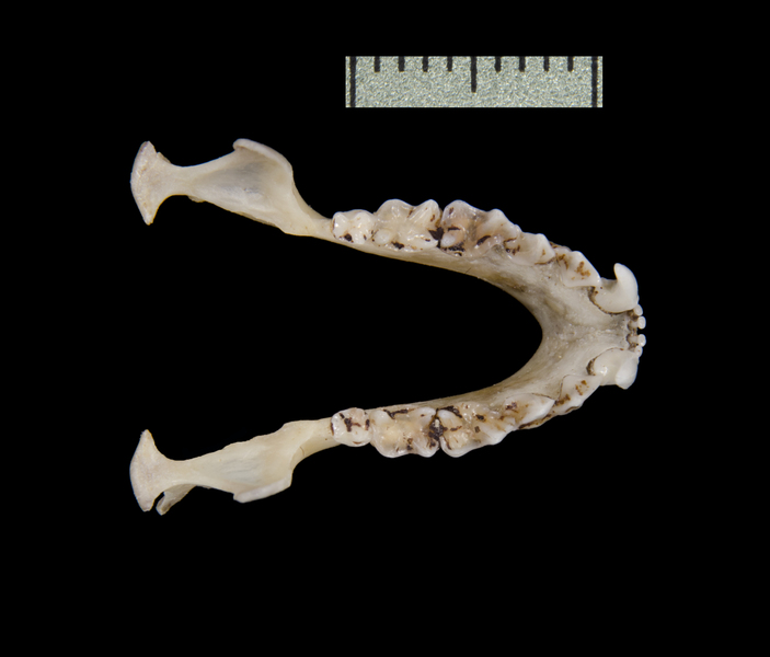 lower_dorsal0492