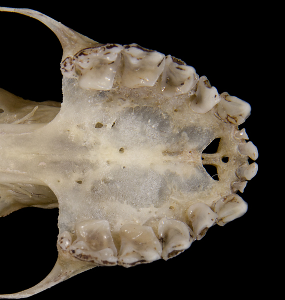 Eumetazoa