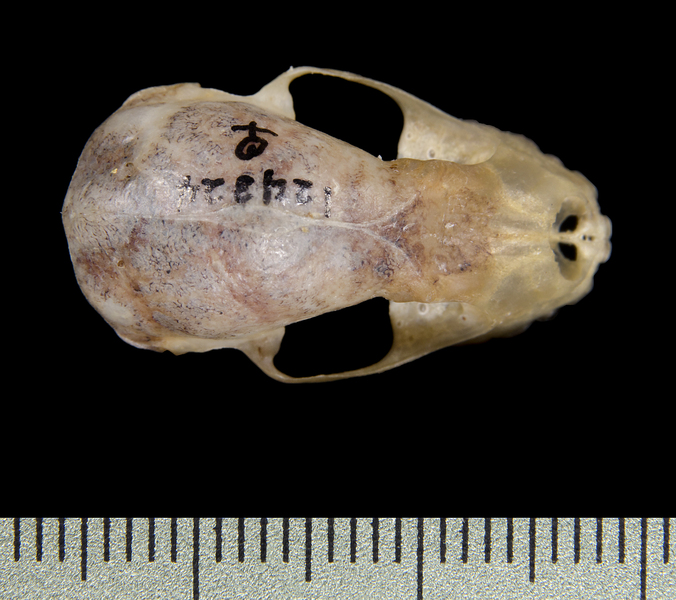 dorsal0493