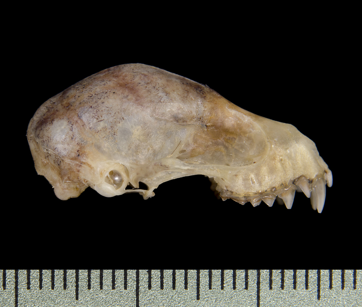 Craniata