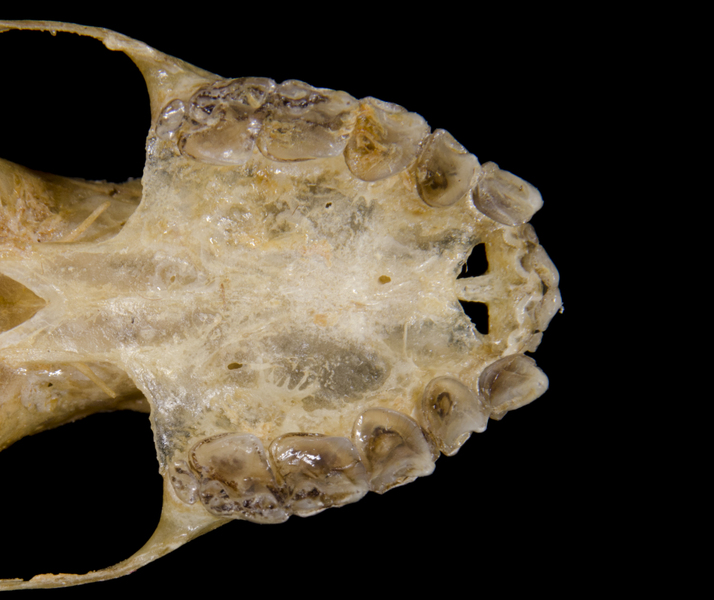 Craniata