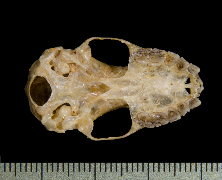 ventral0504