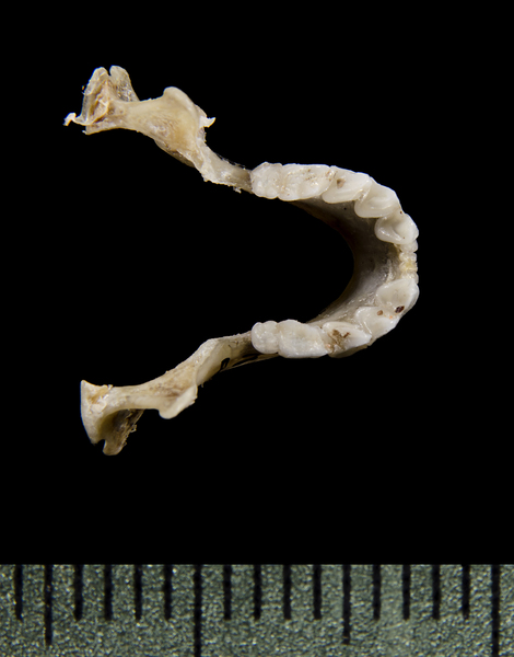 lower_dorsal0518