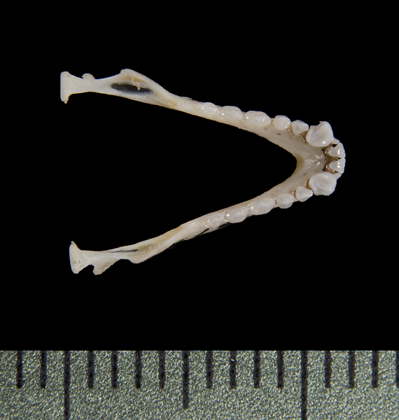 Craniata