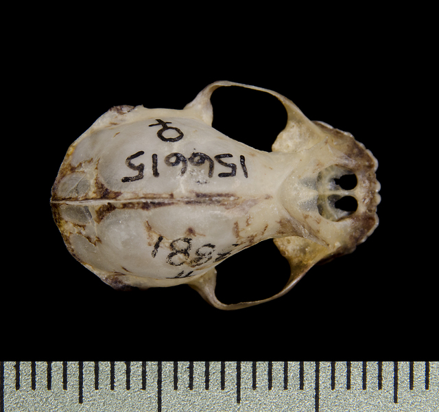 Craniata